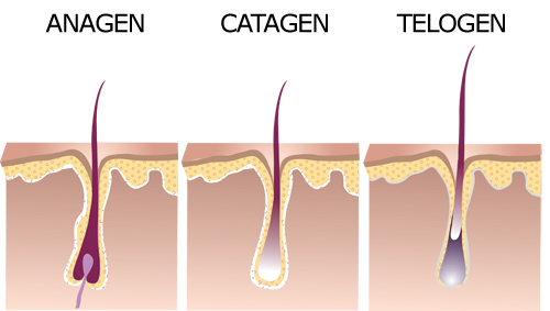 anagénna fáza rastu vlasu
