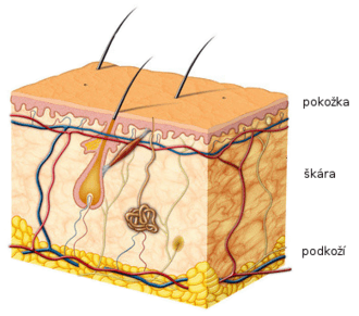 ludská koža