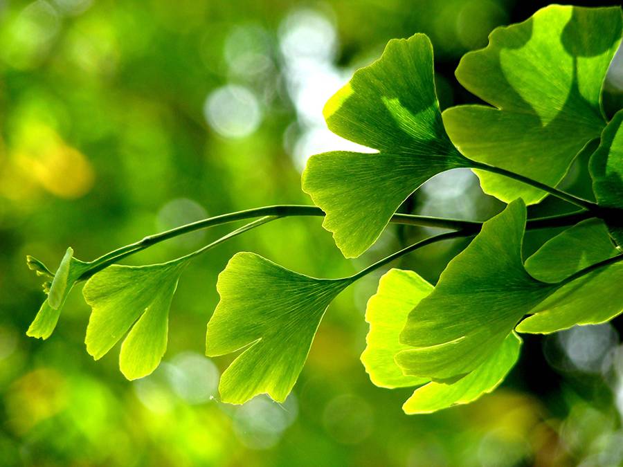 ginko biloba