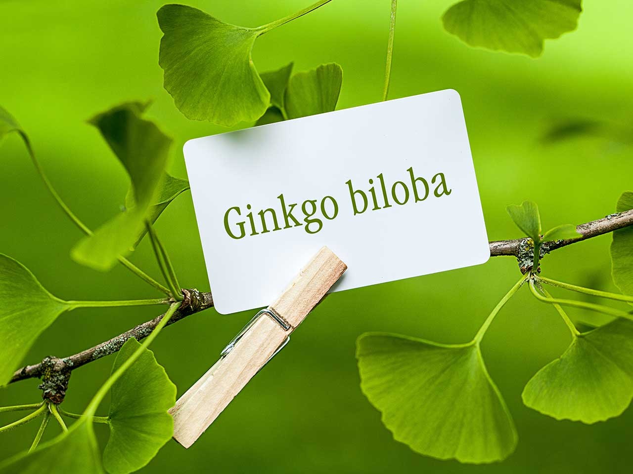 Ginkgo biloba pomáha pri toľkých ťažkostiach, že ich ani nespočítáte!