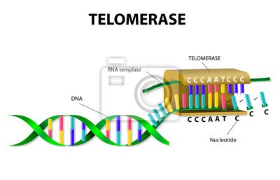 Enzým telomerázia je kľúčom k zachovaniu mladosti i zdravia. Podporte jej aktivitu
